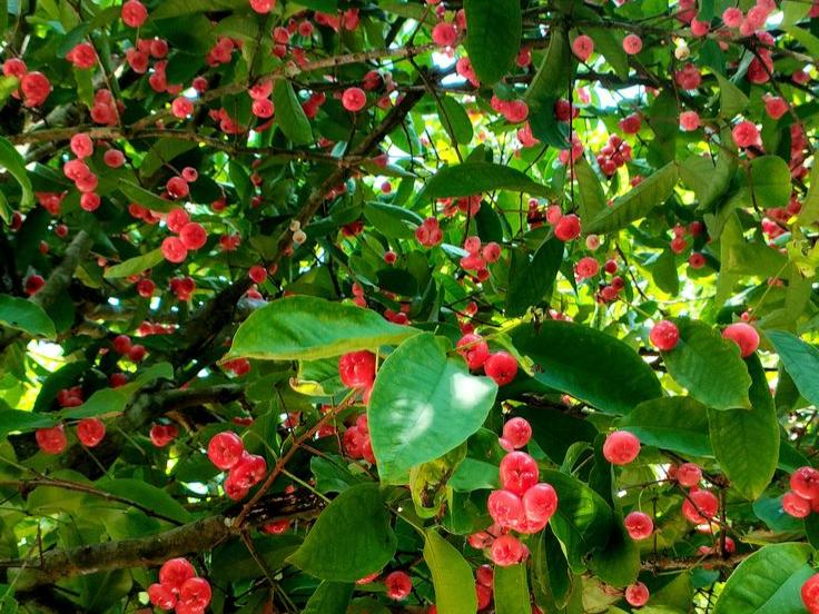 fruits(2)